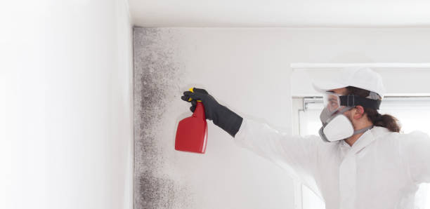 Attic Mold Removal in Grayson Valley, AL